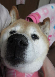 040-50.jpg